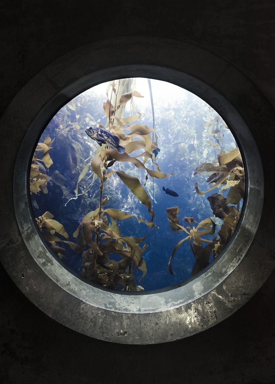 衡水魚缸制作廠家電話多少號（淘寶買的玻璃膠粘魚缸，發錯貨了，造成損失）