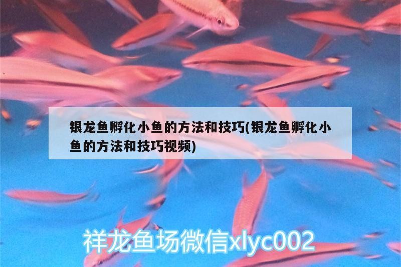 銀龍魚孵化小魚的方法和技巧(銀龍魚孵化小魚的方法和技巧視頻) 銀龍魚孵化小魚的方法和技巧(銀龍魚孵化小魚的方法和技巧視頻) 銀龍魚百科