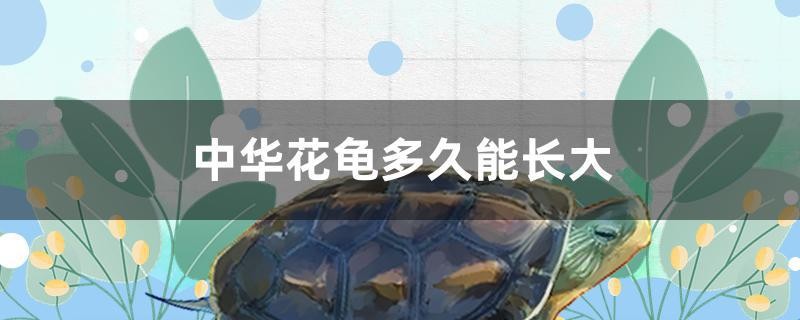 中華花龜多久能長大