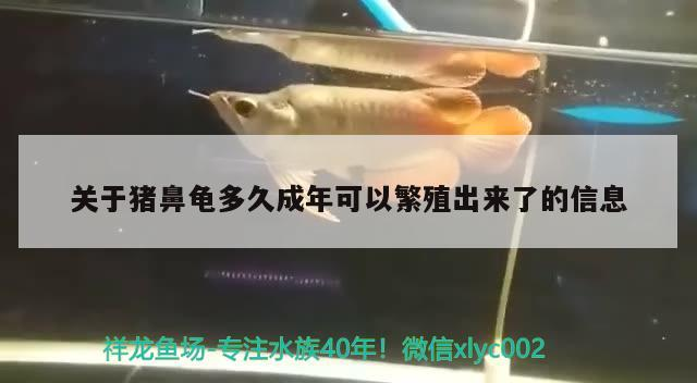 魚缸過濾器選購指南:自制魚缸過濾器魚缸上置過濾器對于養魚愛好者的必備知識 關于豬鼻龜多久成年可以繁殖出來了的信息 豬鼻龜百科 關于豬鼻龜多久成年可以繁殖出來了的信息 關于豬鼻龜多久成年可以繁殖出來了的信息 豬鼻龜百科