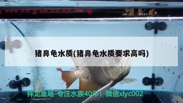 豬鼻龜水質(豬鼻龜水質要求高嗎)