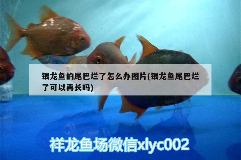 銀龍魚的尾巴爛了怎么辦圖片(銀龍魚尾巴爛了可以再長嗎)