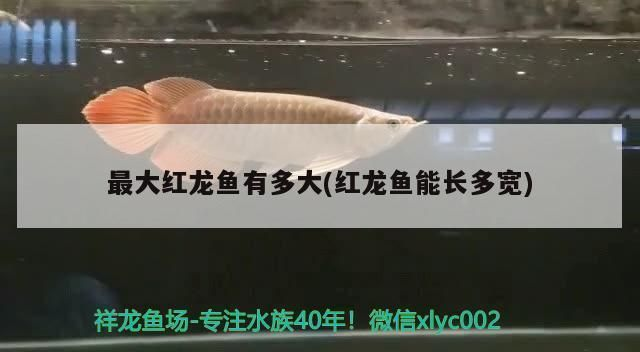 世界上最大的紅龍魚有多大了啊：世界上最大的紅龍魚體長可能在80-90厘米之間