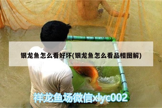 銀龍魚(yú)怎么看好壞(銀龍魚(yú)怎么看品相圖解)