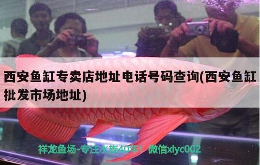 西安魚缸專賣店地址電話號碼查詢(西安魚缸批發市場地址)