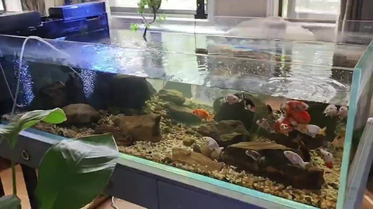 大魚缸，小側(cè)濾，養(yǎng)蘭壽，無壓力