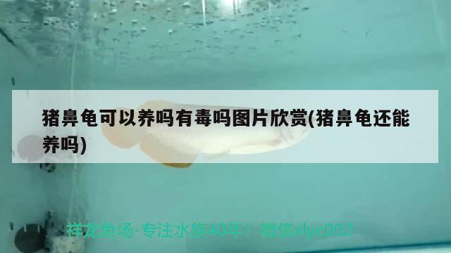 豬鼻龜可以養嗎有毒嗎圖片欣賞(豬鼻龜還能養嗎)