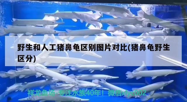 野生和人工豬鼻龜區別圖片對比(豬鼻龜野生區分)