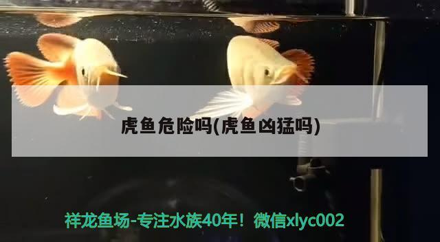 虎魚危險嗎(虎魚兇猛嗎)