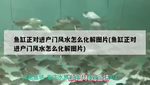 包含呼和浩特龍魚祥龍魚場地址在哪里的詞條