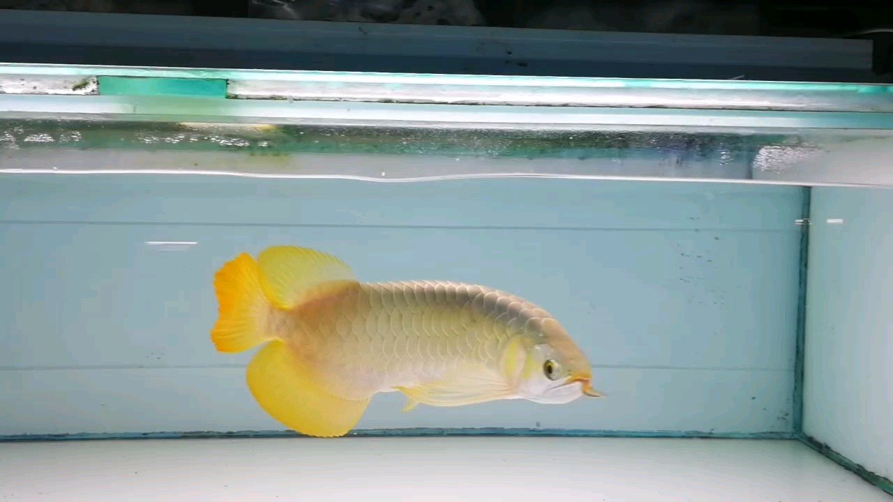 大芭尾