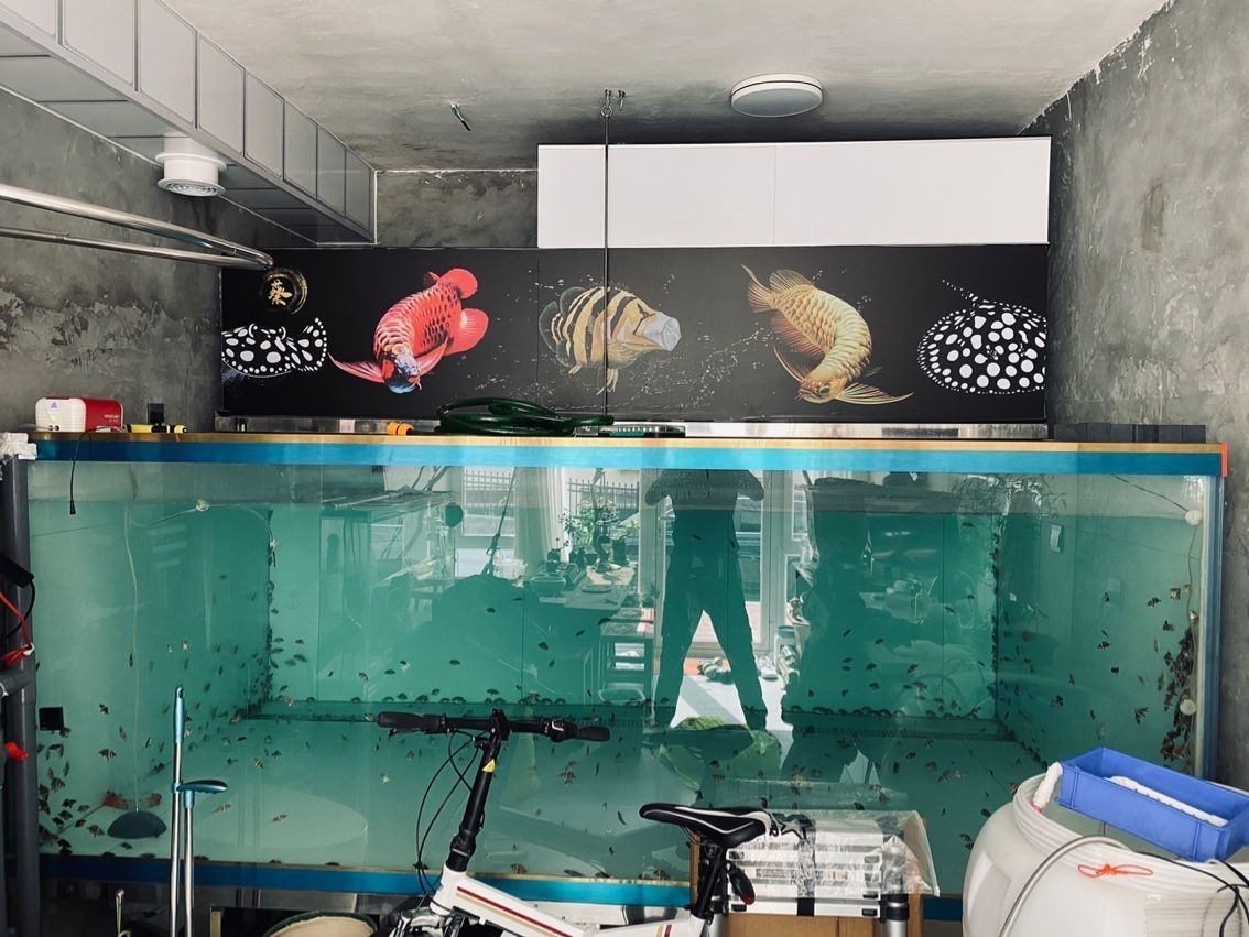 玻璃魚缸結實嗎安全嗎:玻璃魚缸的結實性和安全性 魚缸百科 第6張 玻璃魚缸結實嗎安全嗎:玻璃魚缸的結實性和安全性 玻璃魚缸結實嗎安全嗎:玻璃魚缸的結實性和安全性 魚缸百科 第6張