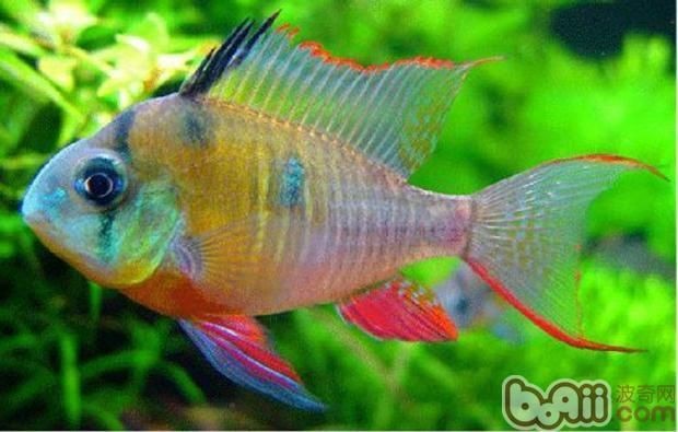 玻利維亞鳳凰魚最大能養多大的魚缸