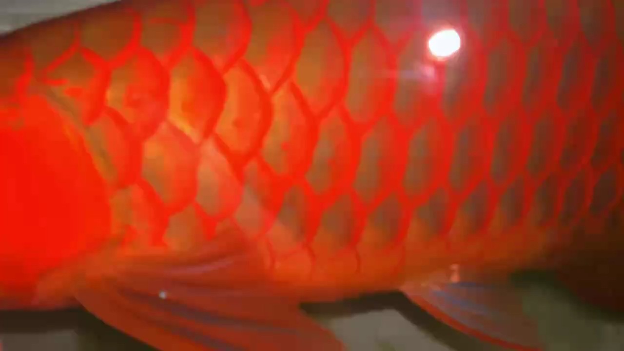 綠皮 無燈視頻 綠皮 無燈視頻 龍魚論壇 第1張