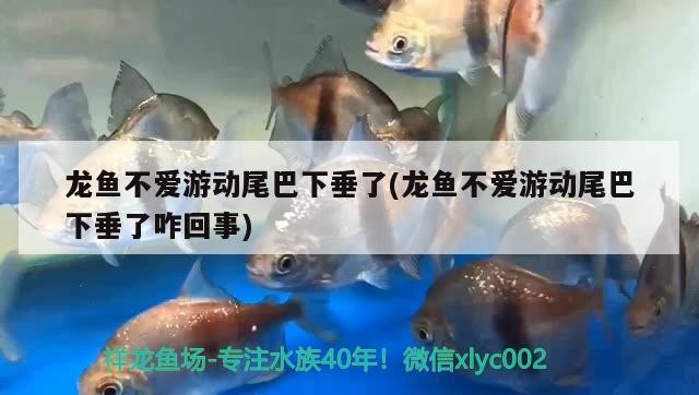 龍魚不愛游動尾巴下垂了(龍魚不愛游動尾巴下垂了咋回事)
