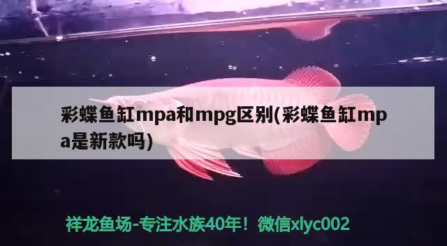 彩蝶魚缸mpa和mpg區(qū)別(彩蝶魚缸mpa是新款嗎) 彩蝶魚缸mpa和mpg區(qū)別(彩蝶魚缸mpa是新款嗎) 紅龍魚百科