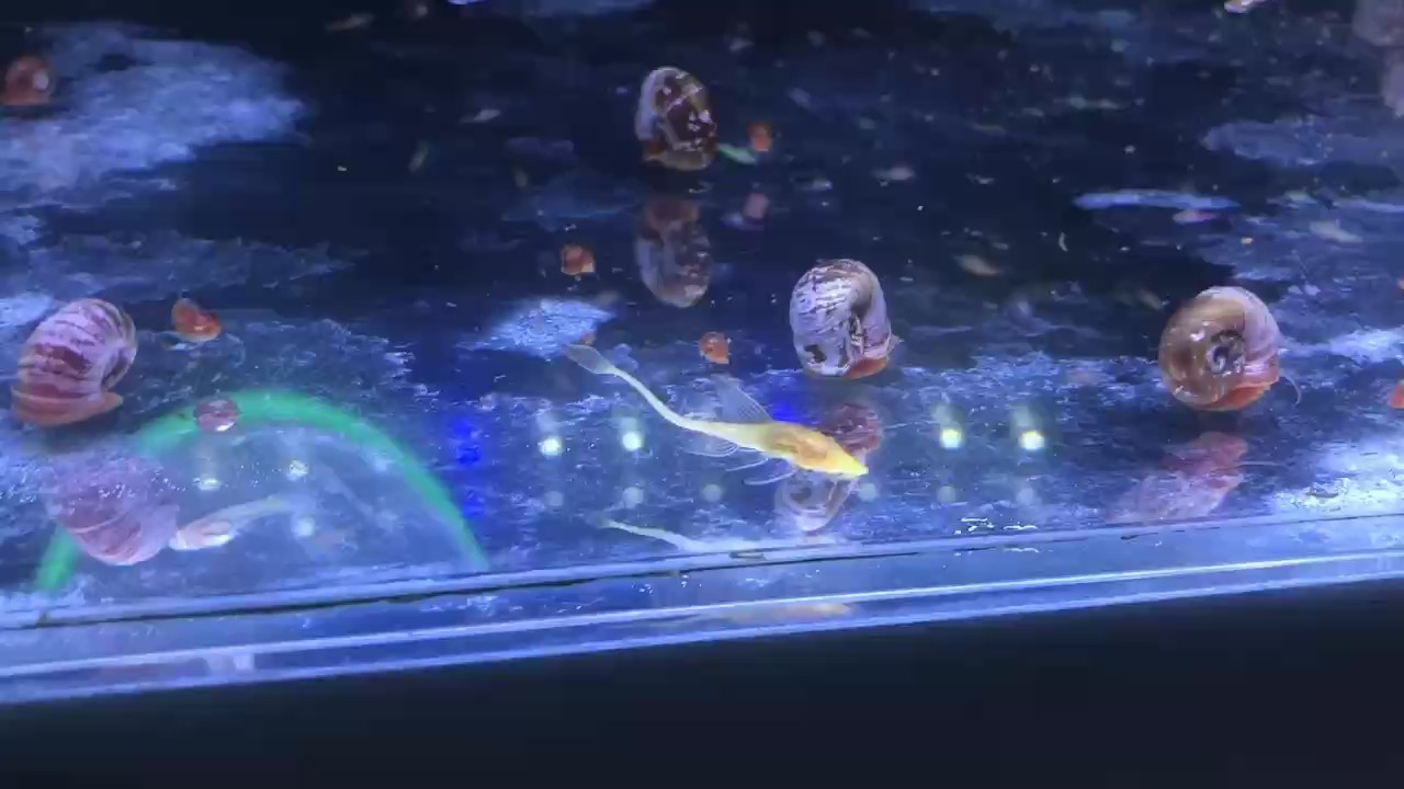 魚兒