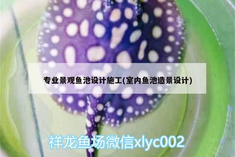 專業(yè)景觀魚池設(shè)計(jì)施工(室內(nèi)魚池造景設(shè)計(jì)) 專業(yè)景觀魚池設(shè)計(jì)施工(室內(nèi)魚池造景設(shè)計(jì)) 觀賞魚百科
