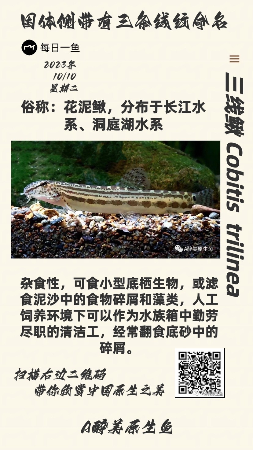 三線鰍