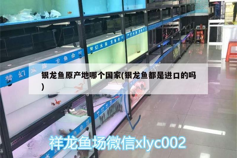 銀龍魚原產地哪個國家(銀龍魚都是進口的嗎)