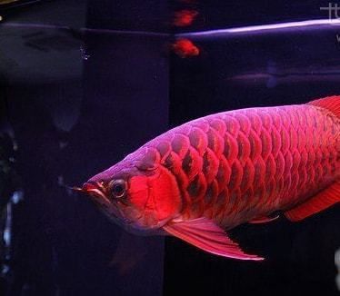 世界上最貴的血紅龍魚：世界上最貴的血紅龍魚價格可以達到數(shù)十萬人民幣