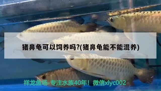 豬鼻龜可以飼養嗎?(豬鼻龜能不能混養)