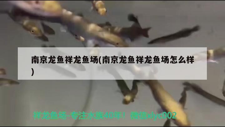 南京龍魚祥龍魚場(南京龍魚祥龍魚場怎么樣) 南京龍魚祥龍魚場(南京龍魚祥龍魚場怎么樣) vs祥龍魚場
