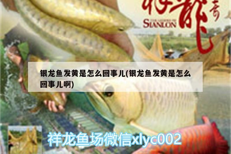 銀龍魚發黃是怎么回事兒(銀龍魚發黃是怎么回事兒啊)