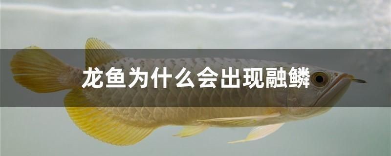 龍魚為什么會出現融鱗 森森魚缸 第1張 龍魚為什么會出現融鱗 龍魚為什么會出現融鱗 森森魚缸 第1張