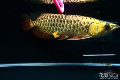 金龍魚大金頭是什么意思 金龍魚大金頭是什么意思 龍魚百科 第1張