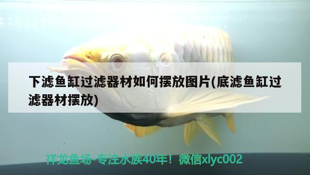 祥龍魚場怎么樣（祥龍魚場官方微信）