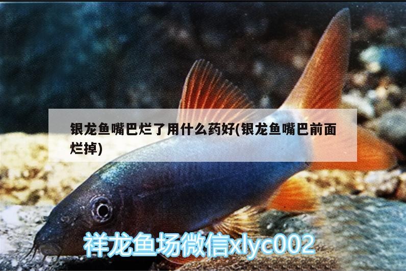 銀龍魚嘴巴爛了用什么藥好(銀龍魚嘴巴前面爛掉) 銀龍魚嘴巴爛了用什么藥好(銀龍魚嘴巴前面爛掉) 銀龍魚百科