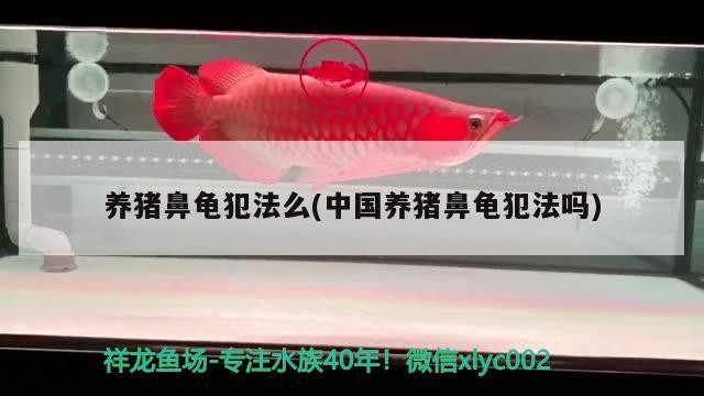 養豬鼻龜犯法么(中國養豬鼻龜犯法嗎)
