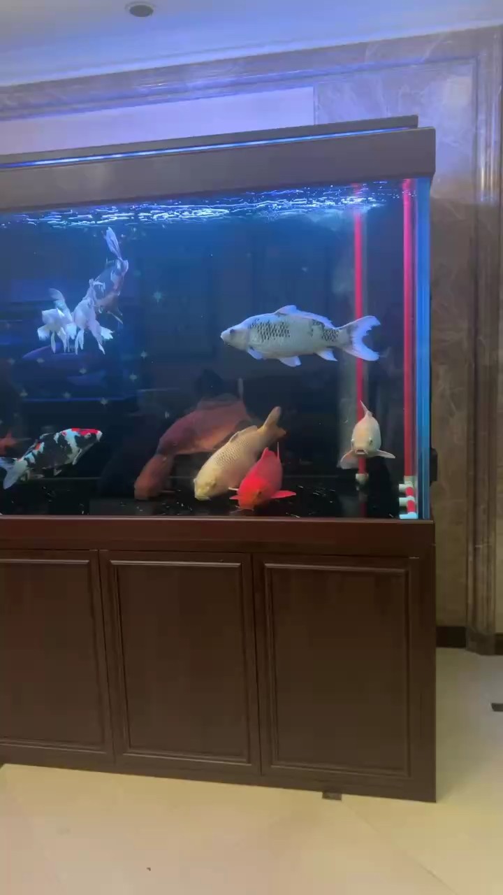 錦鯉睡覺