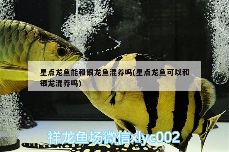 星點龍魚能和銀龍魚混養嗎(星點龍魚可以和銀龍混養嗎)