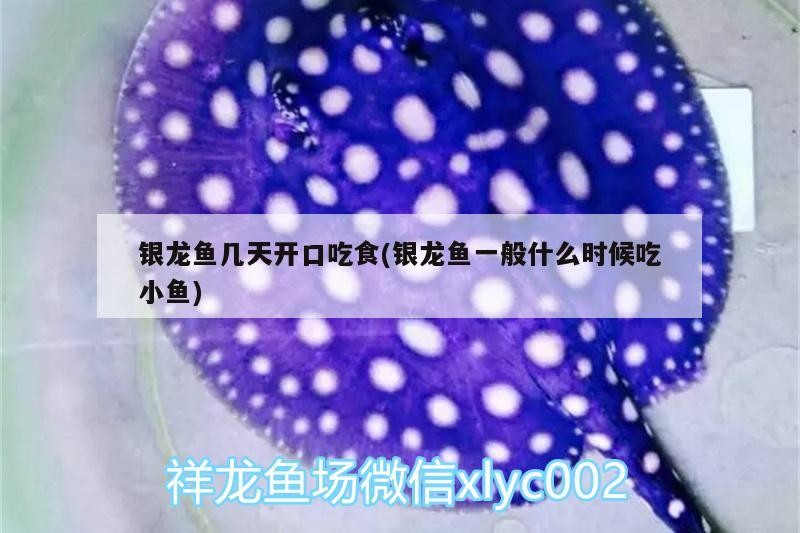 銀龍魚幾天開口吃食(銀龍魚一般什么時候吃小魚)