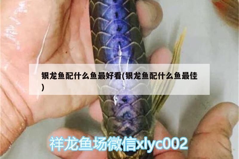 銀龍魚配什么魚最好看(銀龍魚配什么魚最佳)