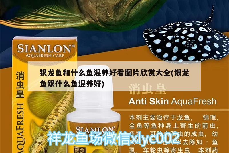 銀龍魚和什么魚混養好看圖片欣賞大全(銀龍魚跟什么魚混養好)