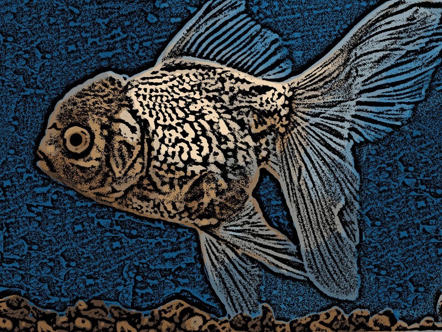 銀龍魚和什么魚混養好看圖片欣賞大全(銀龍魚跟什么魚混養好)