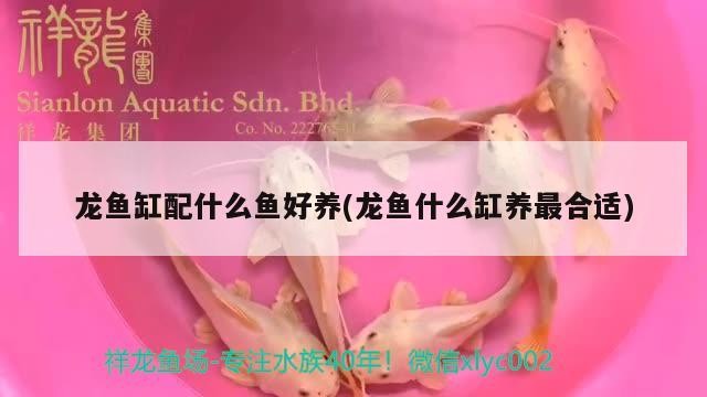 龍魚缸配什么魚好養(龍魚什么缸養最合適) 龍魚缸配什么魚好養(龍魚什么缸養最合適) 紅龍魚百科