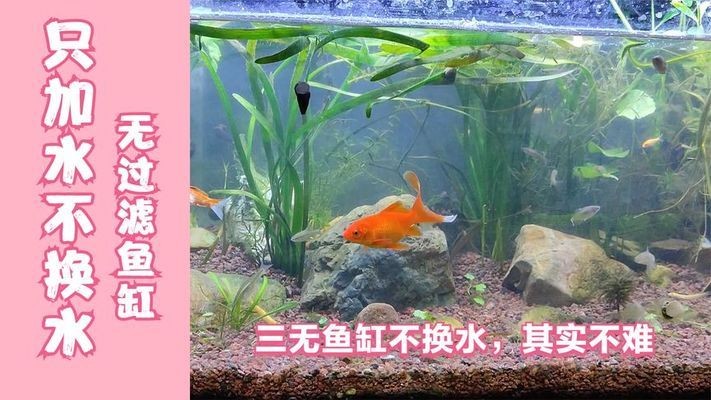烏魯木齊高新技術產業開發區龍門水族館（烏魯木齊龍門魚宴）