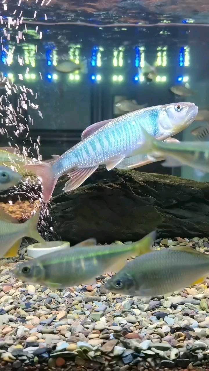 野采馬口鳑鲏