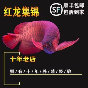 紅龍魚活體魚怎么養(yǎng)活：養(yǎng)殖紅龍魚需要注意以下幾個方面