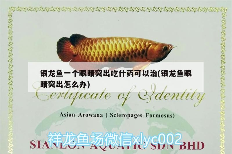 魚缸過濾器選購指南:自制魚缸過濾器魚缸上置過濾器對于養魚愛好者的必備知識 銀龍魚一個眼睛突出吃什藥可以治(銀龍魚眼睛突出怎么辦) 銀龍魚百科 銀龍魚一個眼睛突出吃什藥可以治(銀龍魚眼睛突出怎么辦) 銀龍魚一個眼睛突出吃什藥可以治(銀龍魚眼睛突出怎么辦) 銀龍魚百科
