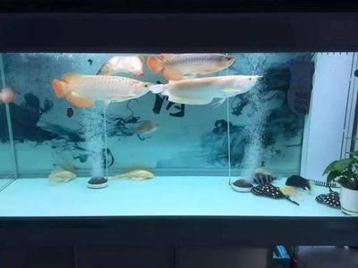 別人家的魚缸里的魚長什么樣子再去感慨：別人家魚缸里的金魚和鯽魚