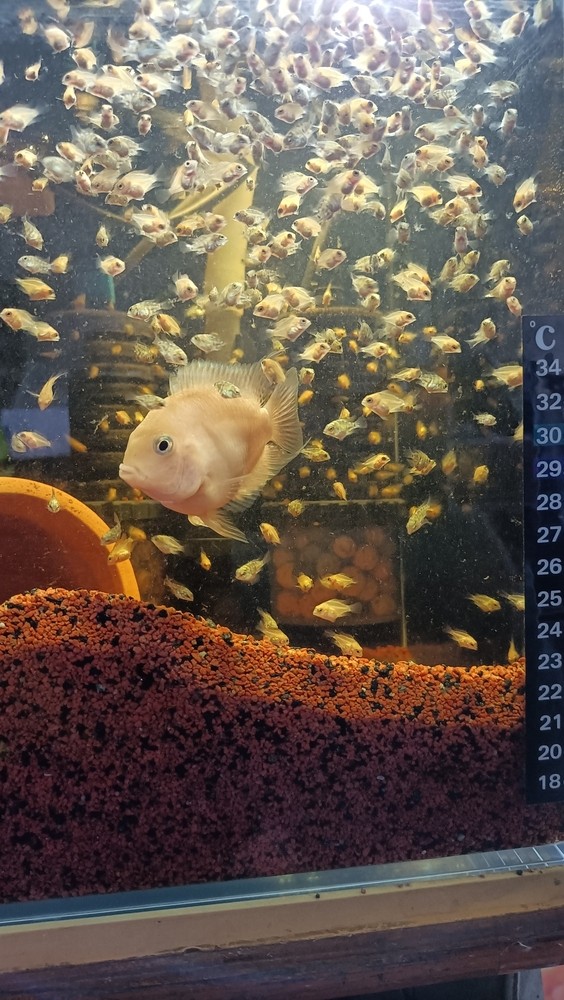 魚苗，求處理意見
