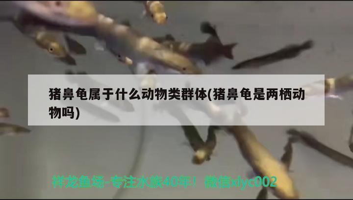 豬鼻龜屬于什么動物類群體(豬鼻龜是兩棲動物嗎)