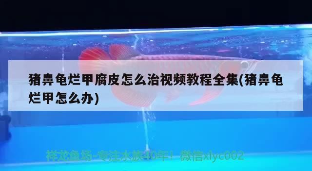 豬鼻龜爛甲腐皮怎么治視頻教程全集(豬鼻龜爛甲怎么辦) 豬鼻龜爛甲腐皮怎么治視頻教程全集(豬鼻龜爛甲怎么辦) 豬鼻龜百科 第2張