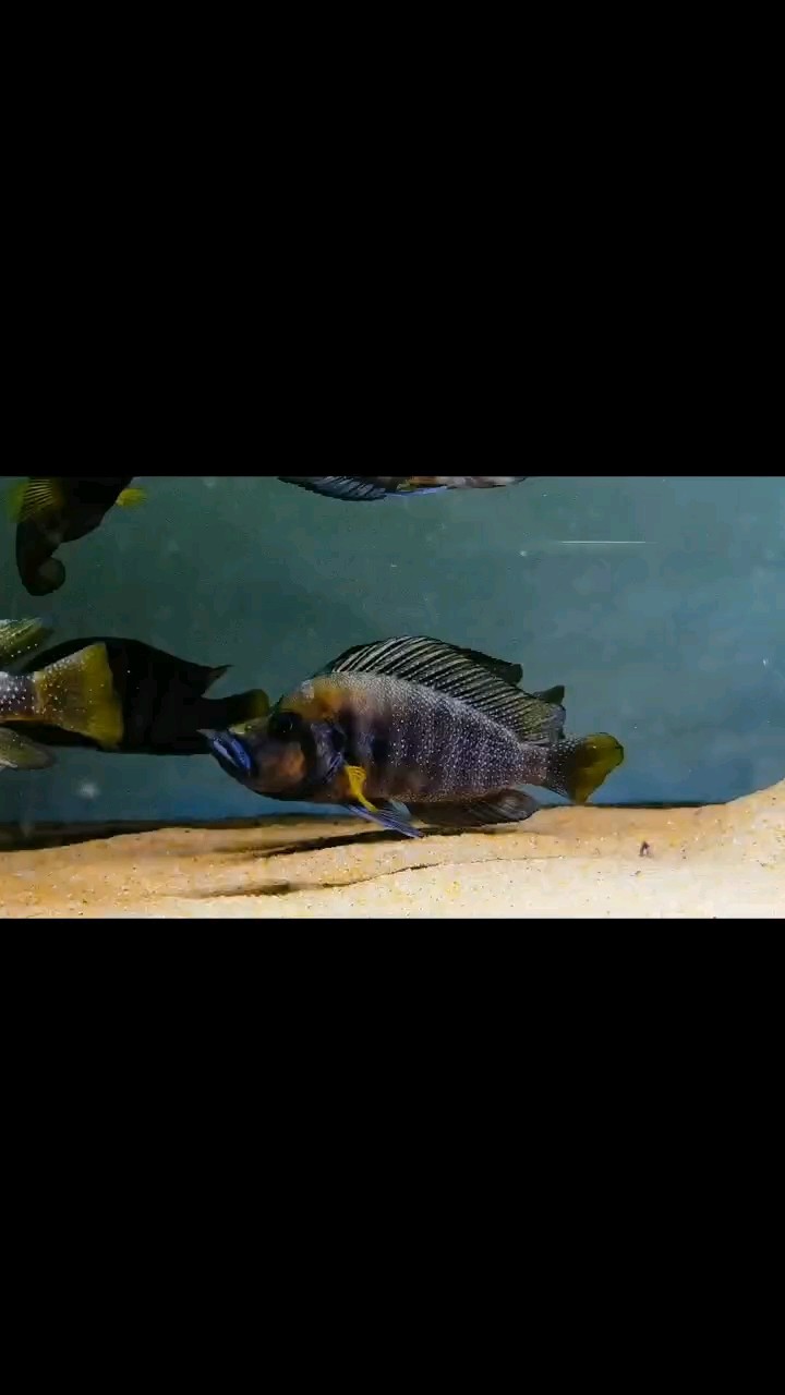 虎虎虎