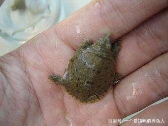 龍魚吃凍蝦會著涼嗎_ 龍魚吃凍蝦會著涼嗎_ 龍魚百科 第1張